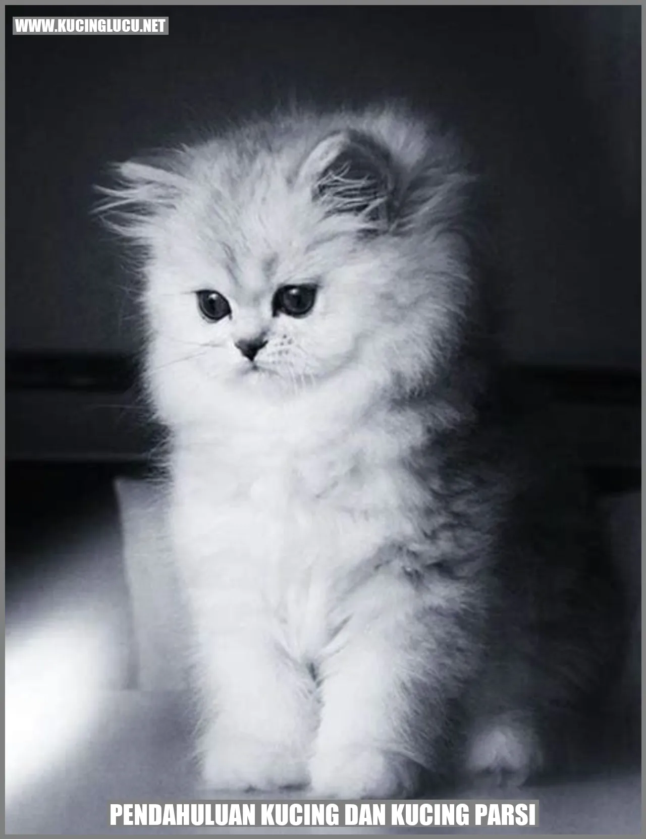 Kucing Parsi yang Menggemaskan