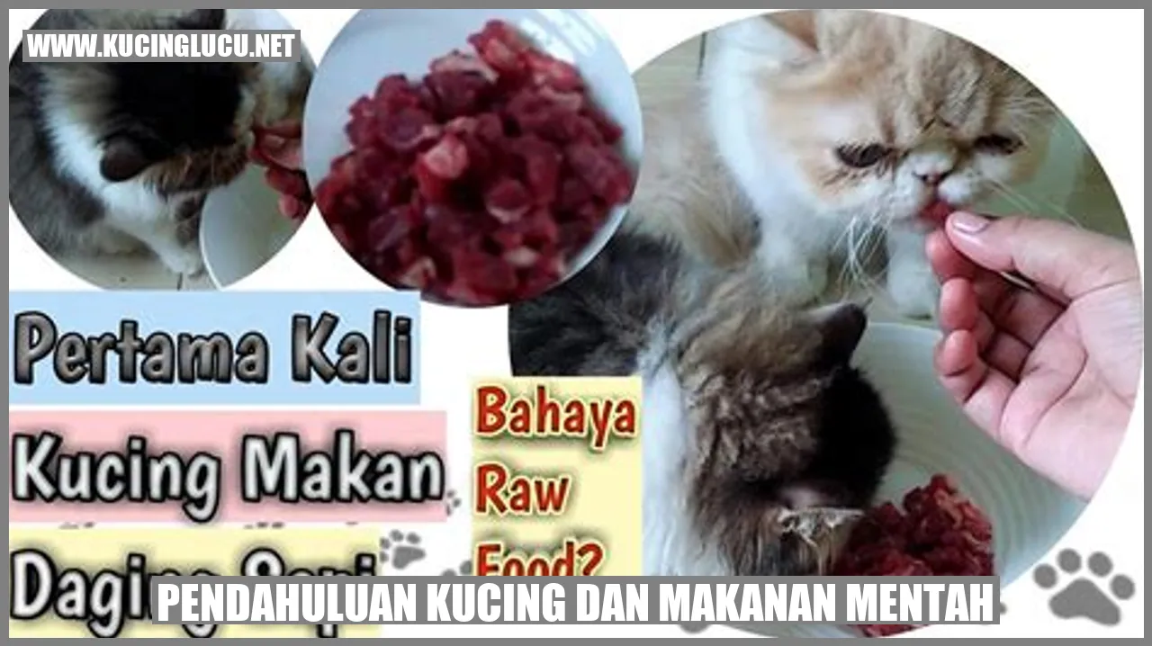 Kucing dan Makanan Segar