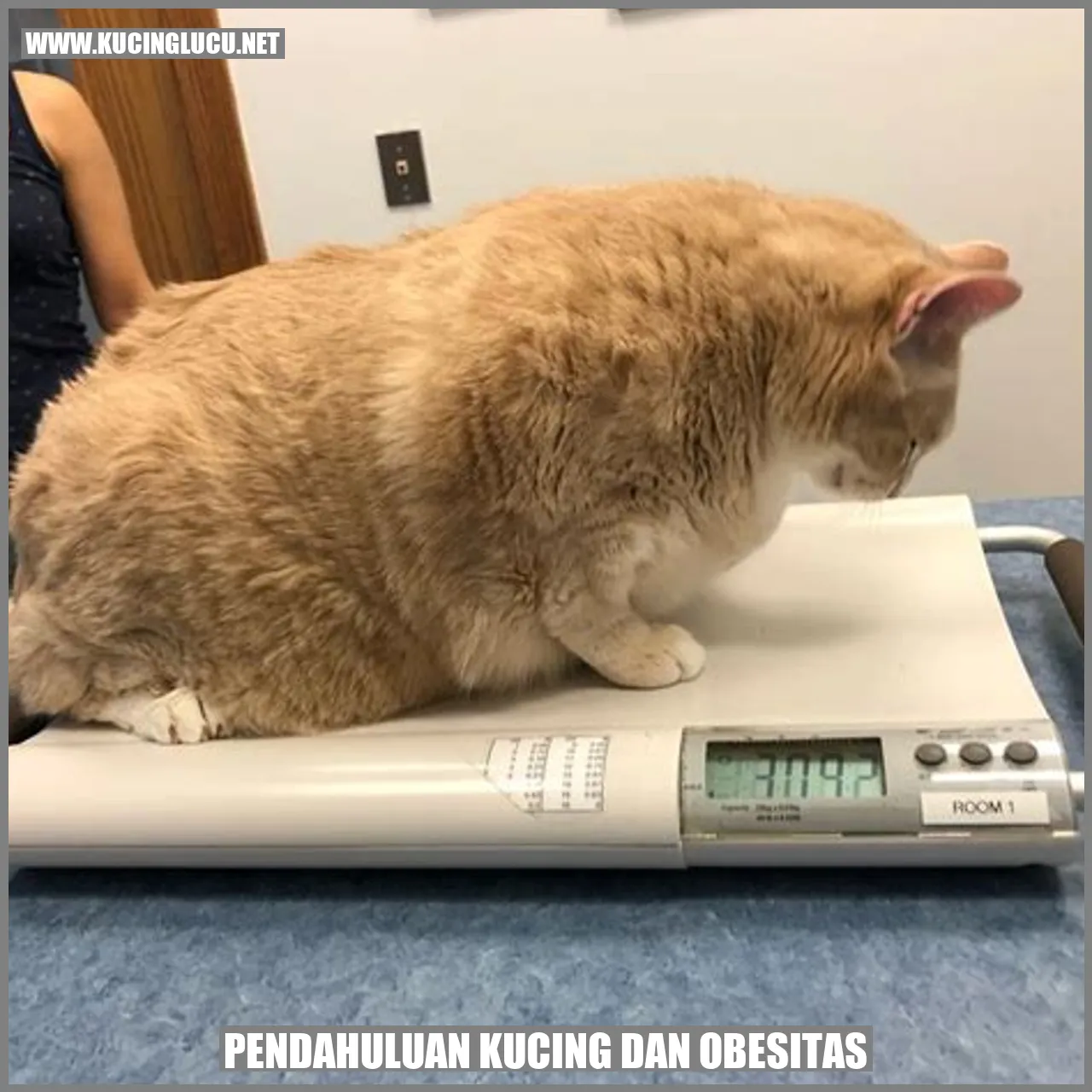 Gambar Kucing yang Mengalami Kegemukan