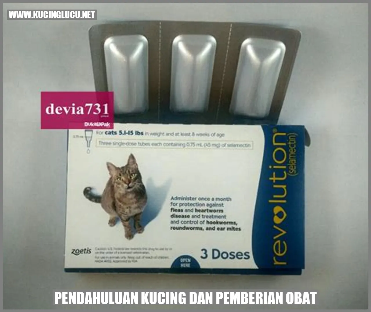 Kucing dan Pengobatan: Pengenalan