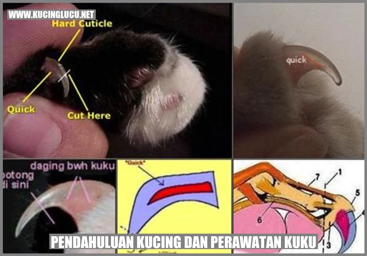 Gambar kucing yang sedang diajak bermain