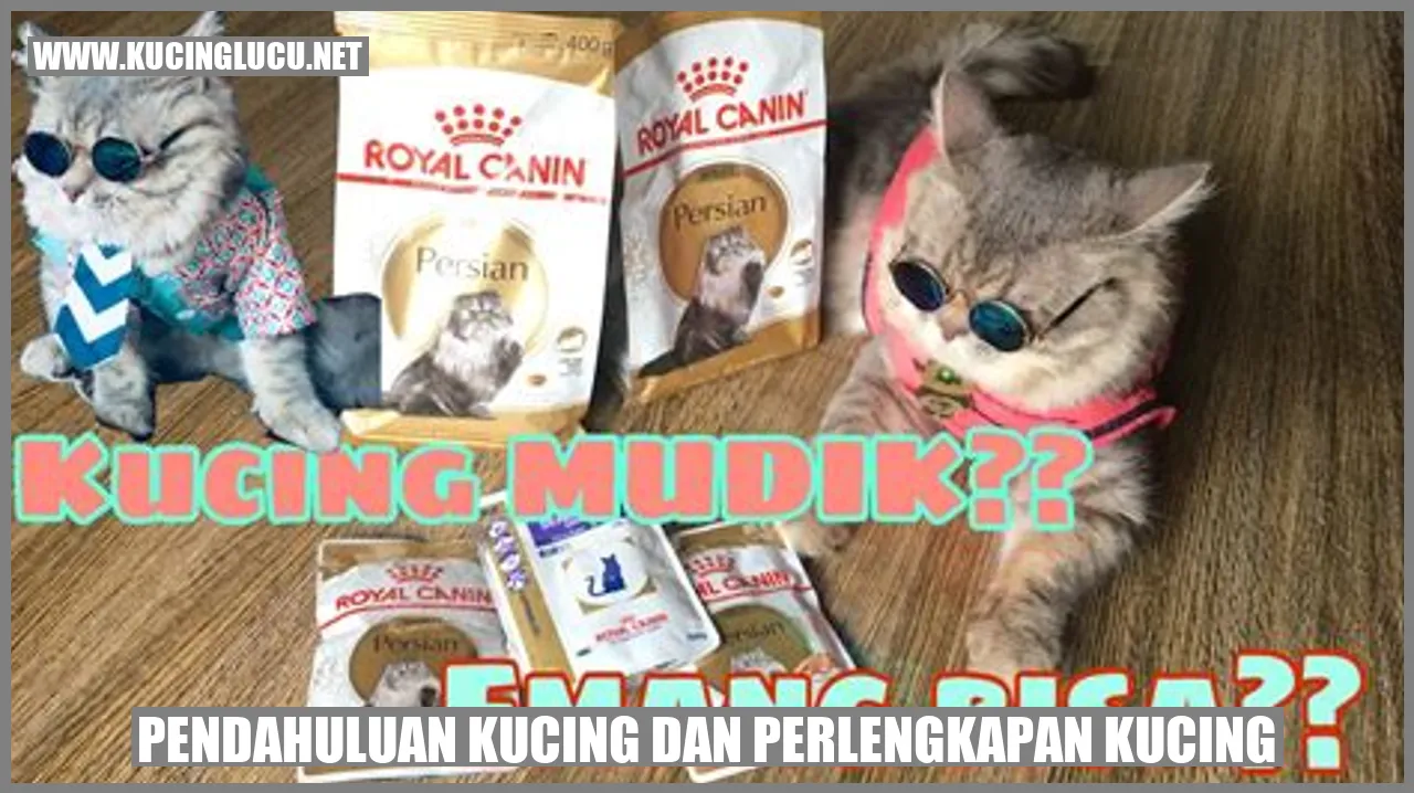 Kucing dan Perlengkapan