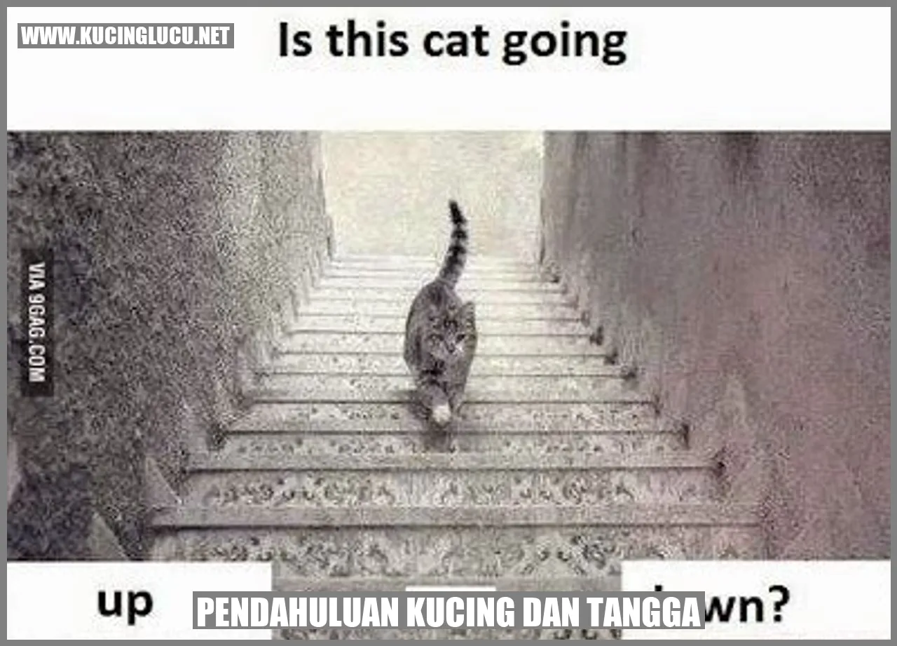 Gambar Kucing dan Tangga