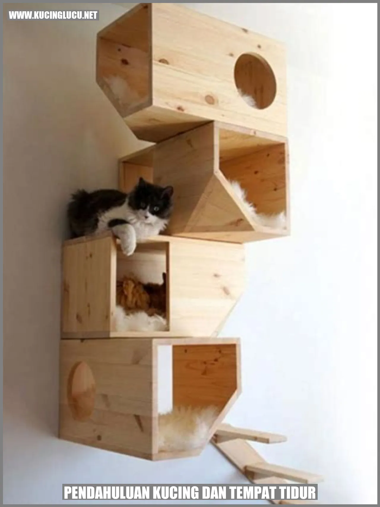 Gambar Kucing dalam Tempat Tidur