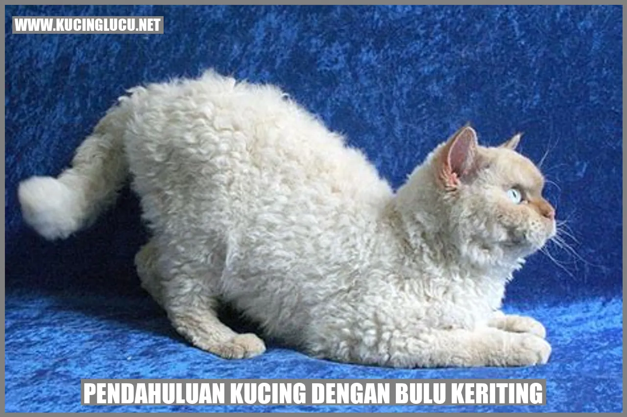 Kucing dengan Bulu Keriting