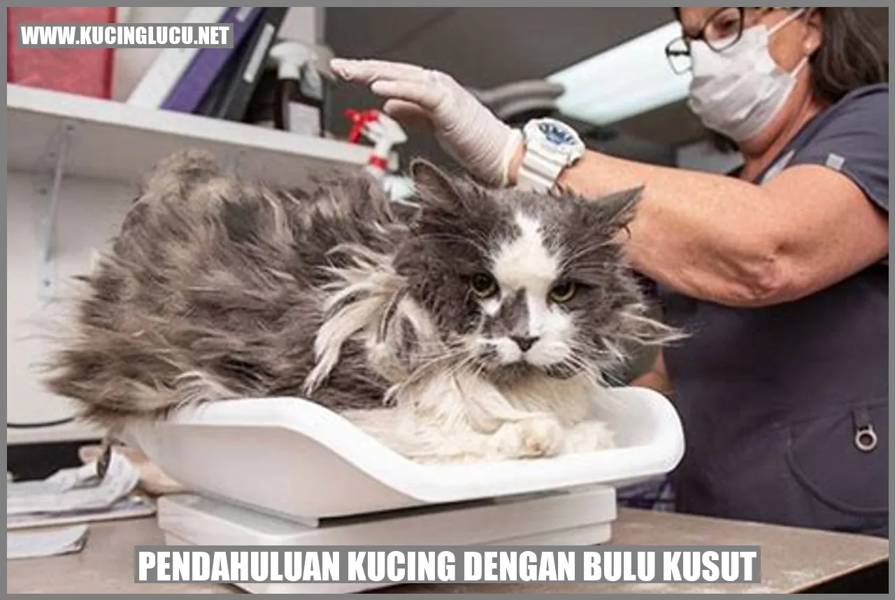 Kucing dengan Bulu Kusut