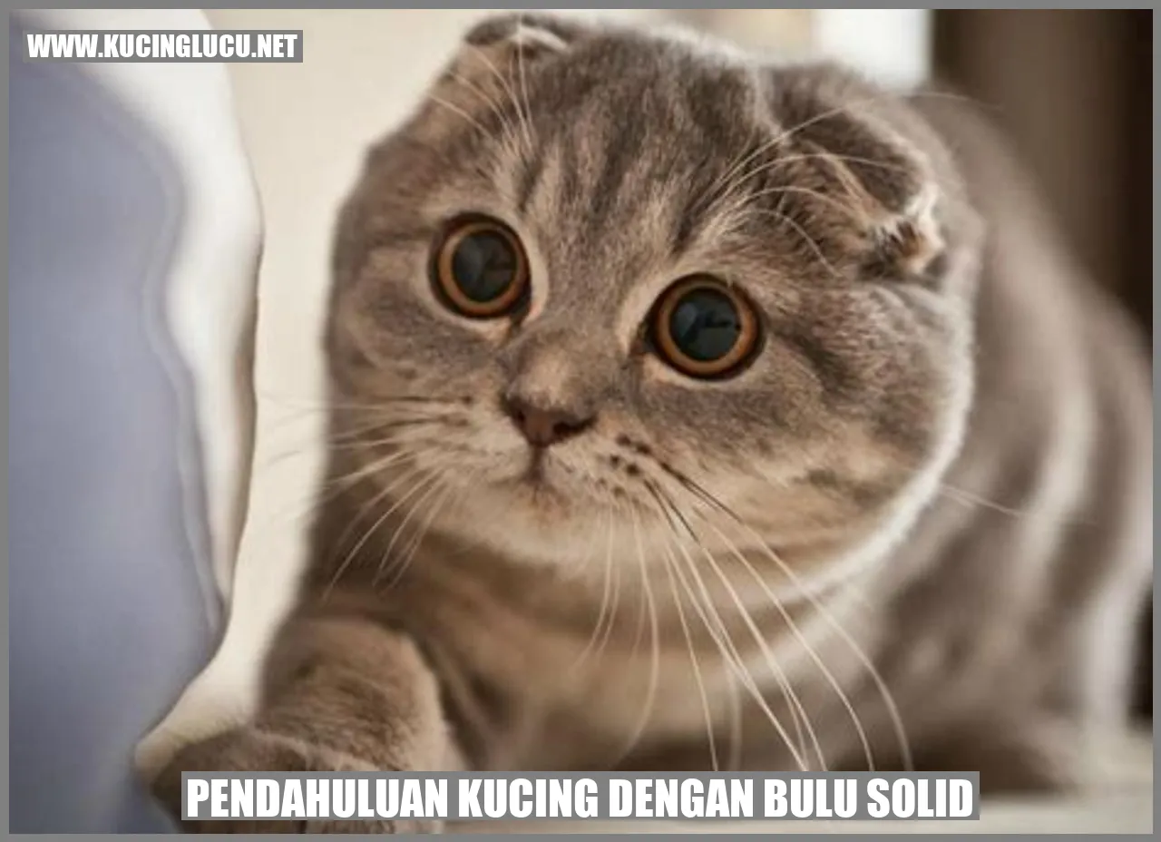 Gambar kucing dengan bulu solid