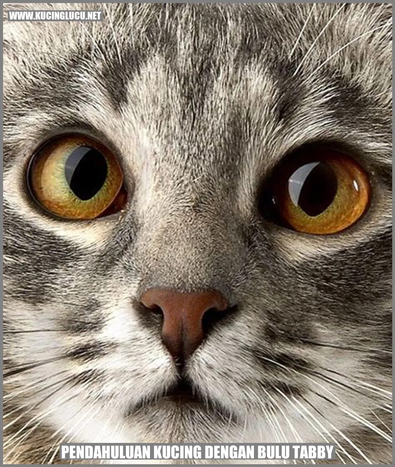 Kucing dengan Bulu Tabby