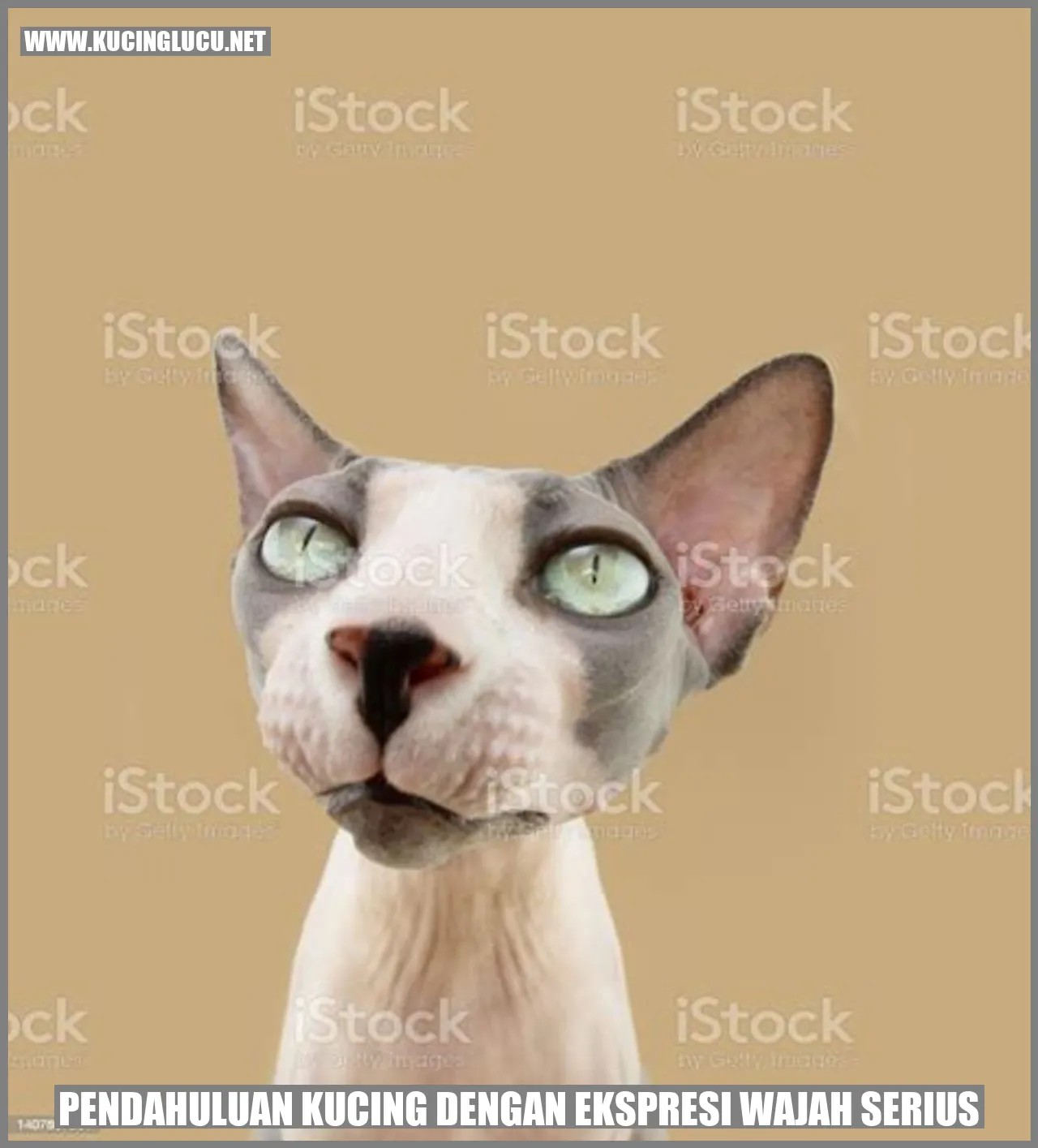 Kucing dengan ekspresi wajah serius