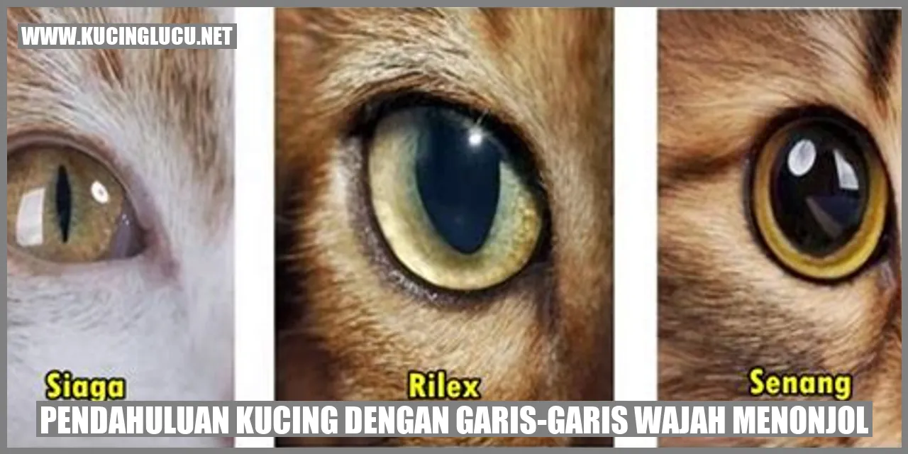 Kucing dengan Garis-Garis Wajah Menonjol