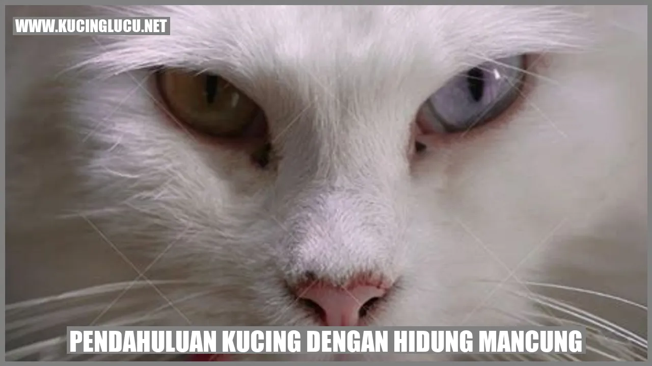 Kucing dengan Hidung Mancung