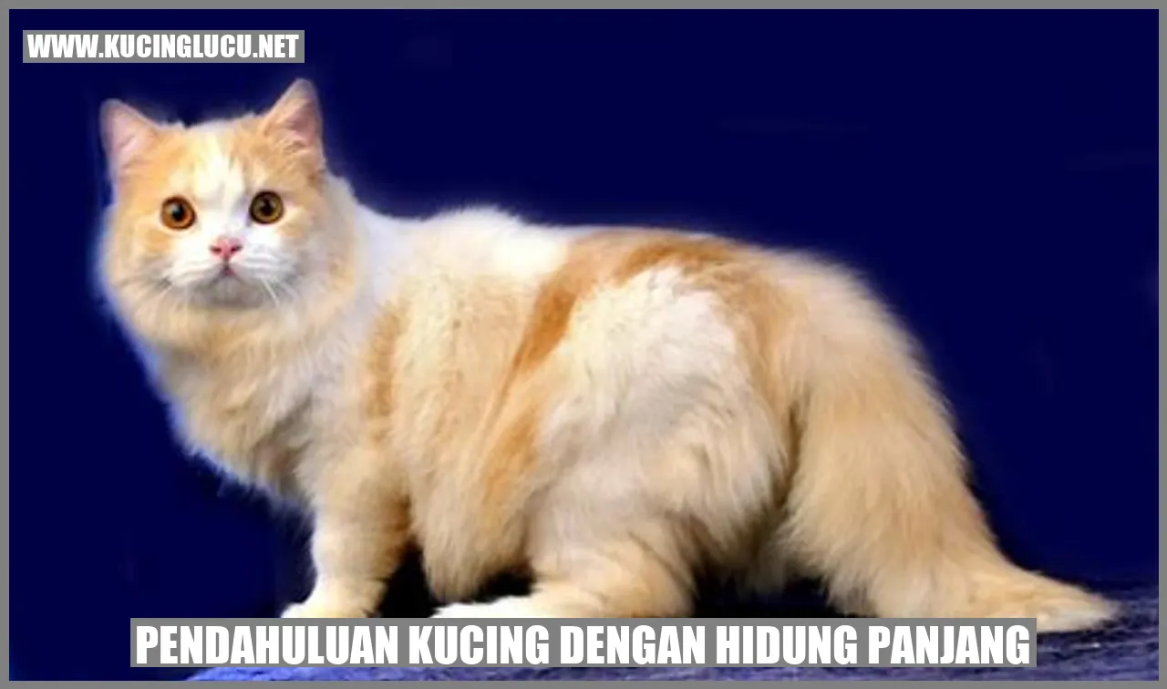 Kucing dengan Hidung Panjang