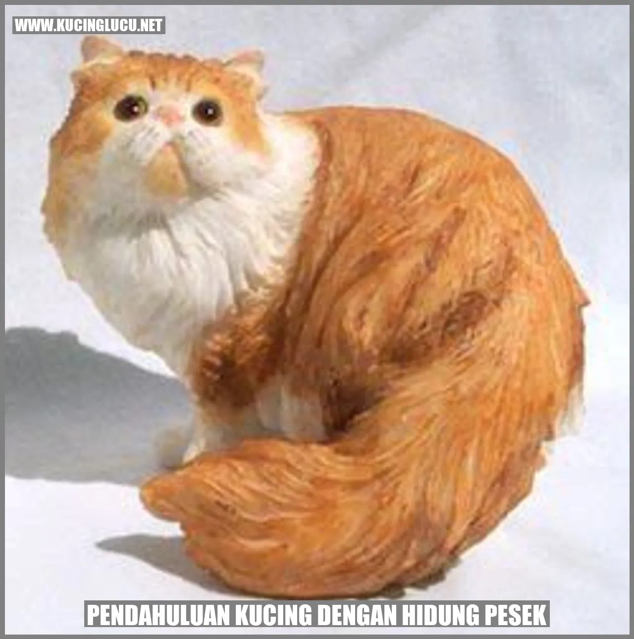 Kucing dengan Hidung Pesek