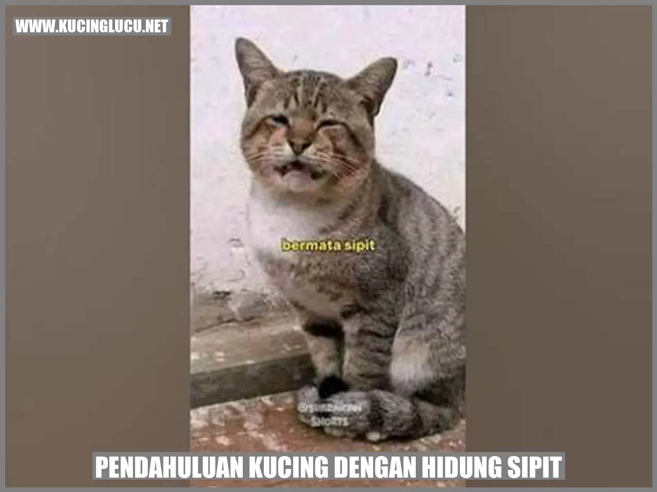 Kucing dengan Hidung Sipit