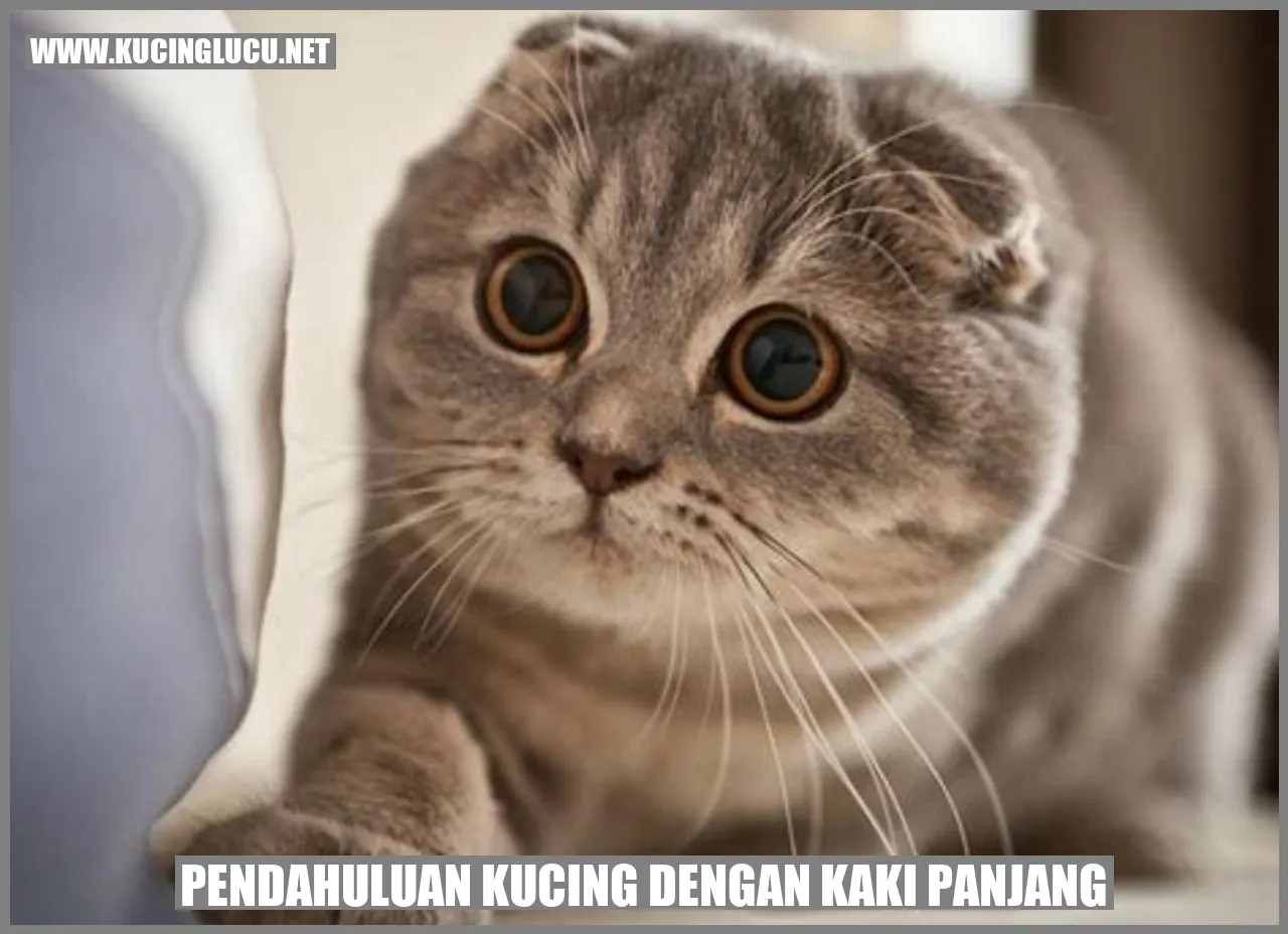 Kucing dengan Kaki Panjang