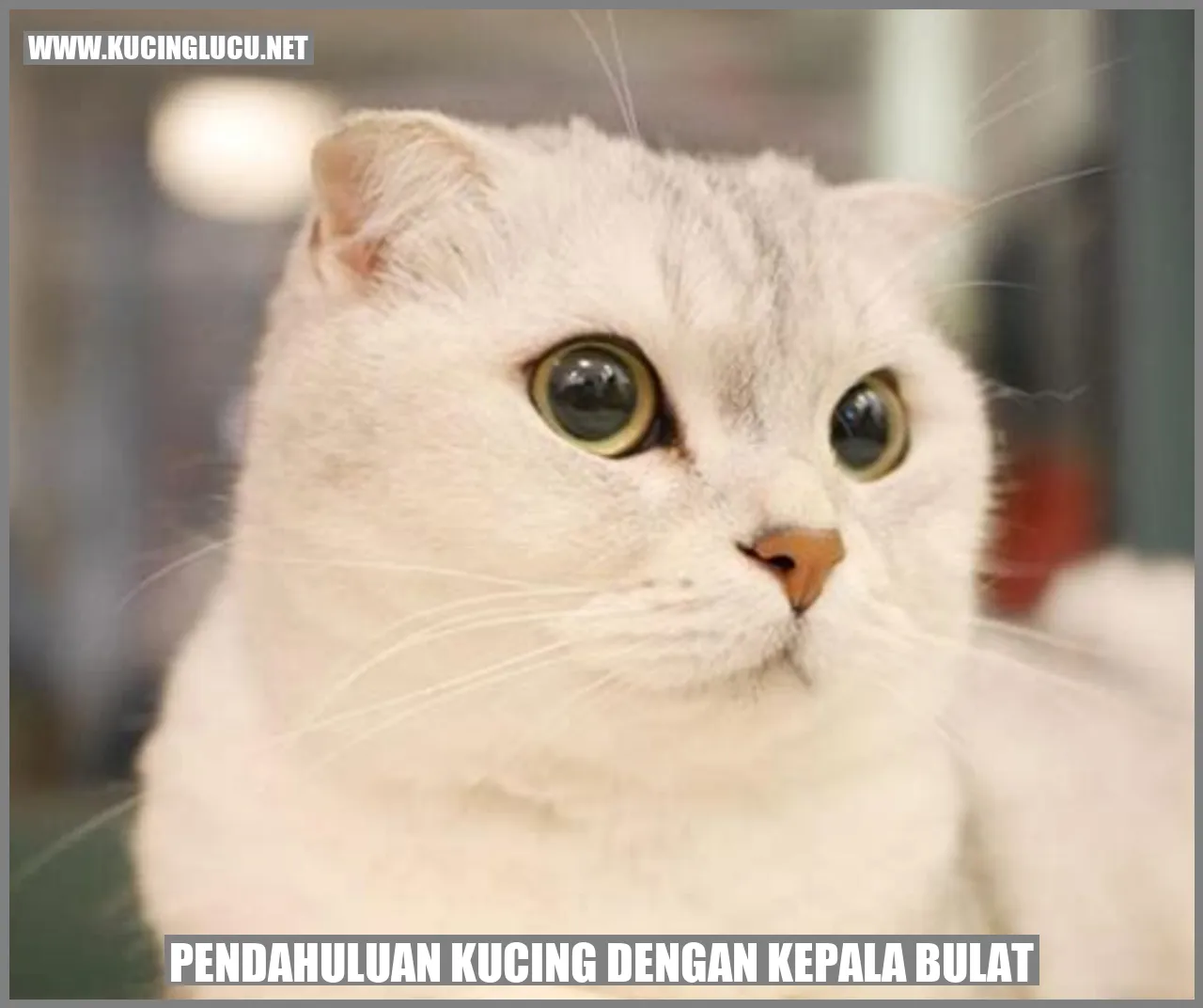 Gambar Kucing dengan Bentuk Kepala Bundar