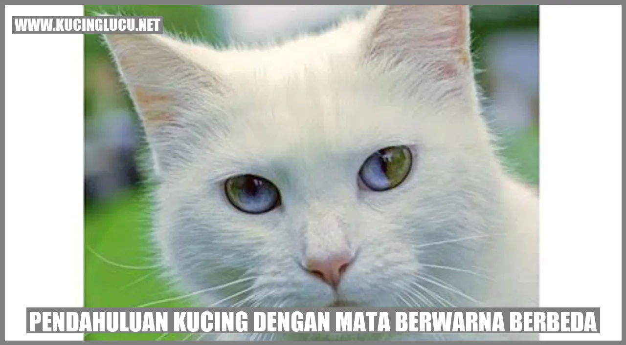Kucing dengan Mata Berwarna Berbeda