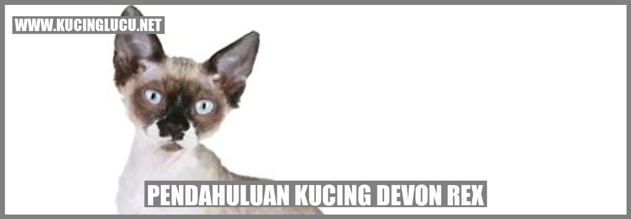 Kucing Devon Rex