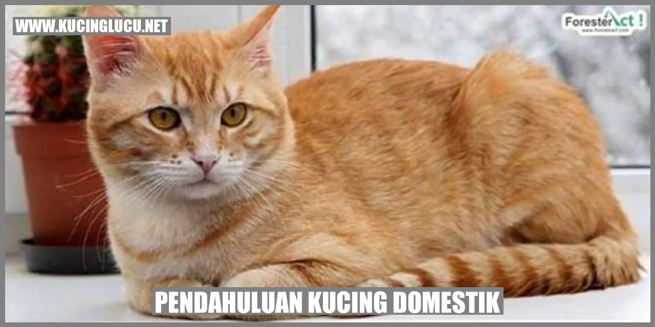 keindahan kucing domestik