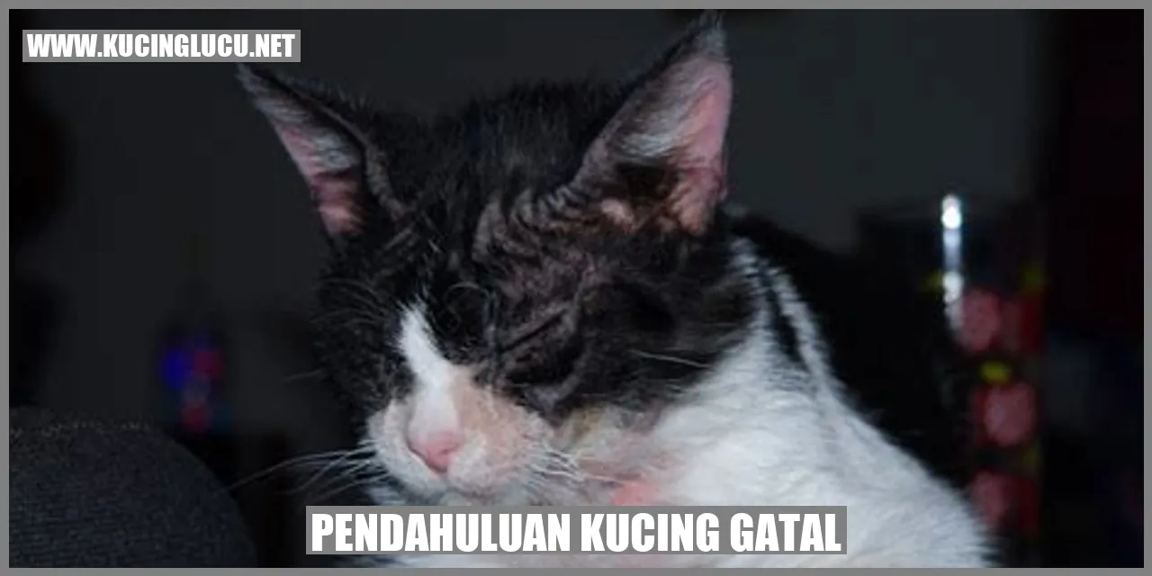 Gambar Kucing Gatal