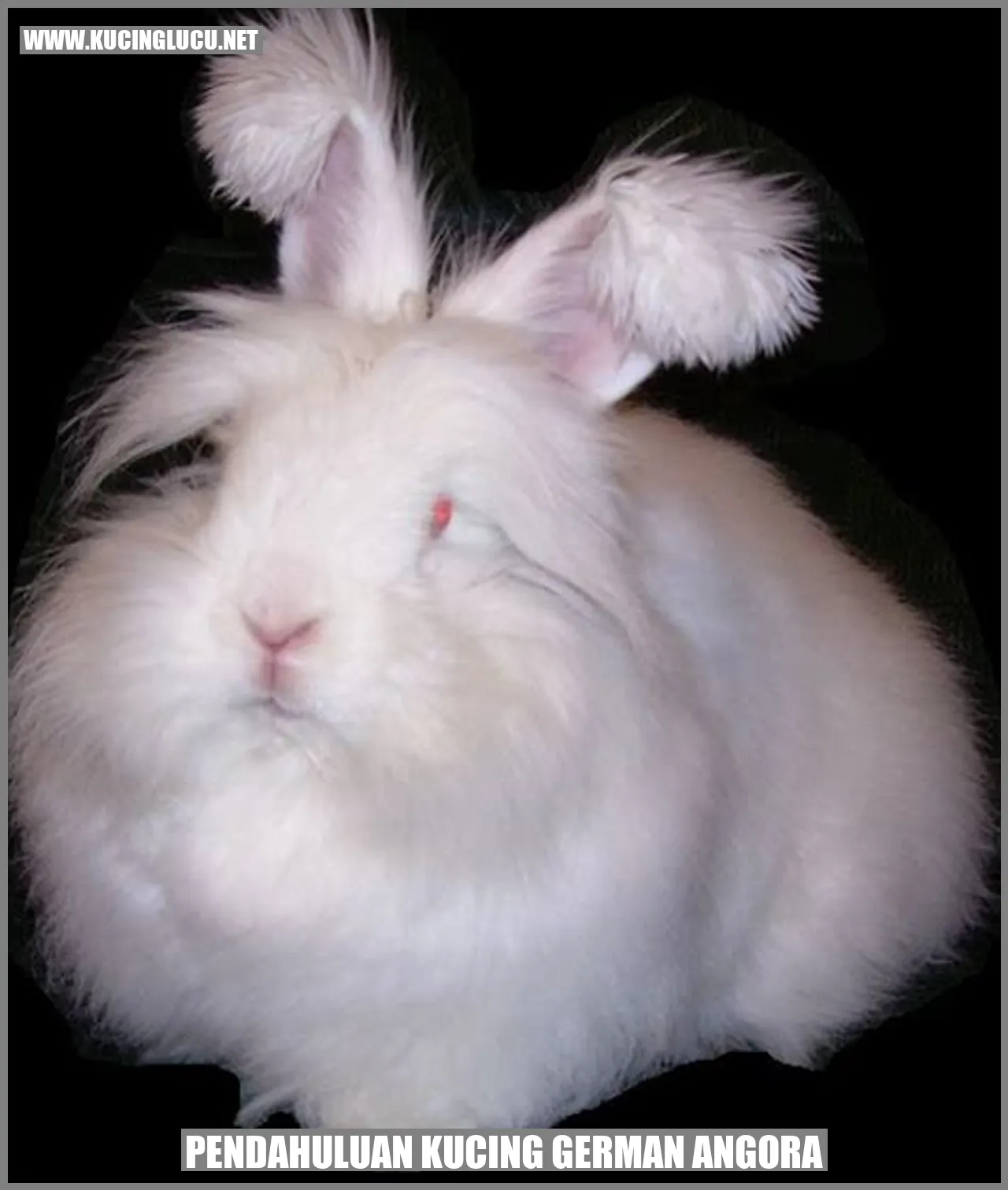 Kucing German Angora