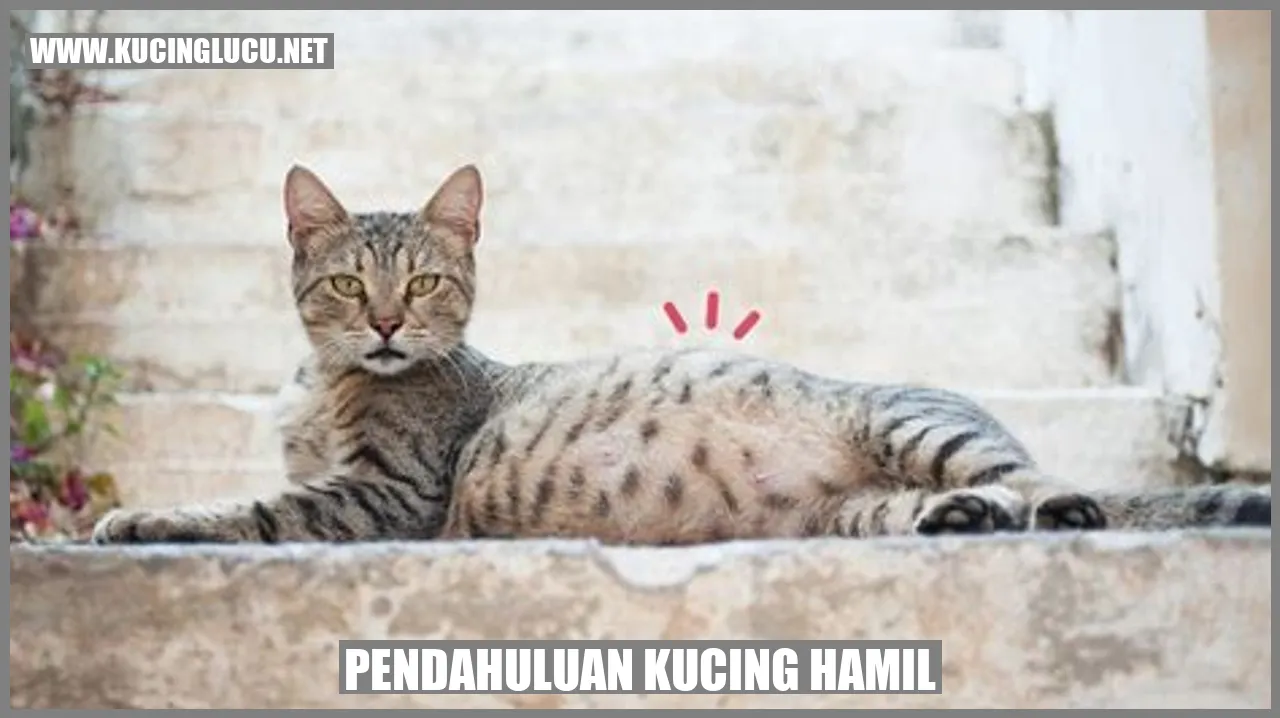 Gambar Kucing Hamil