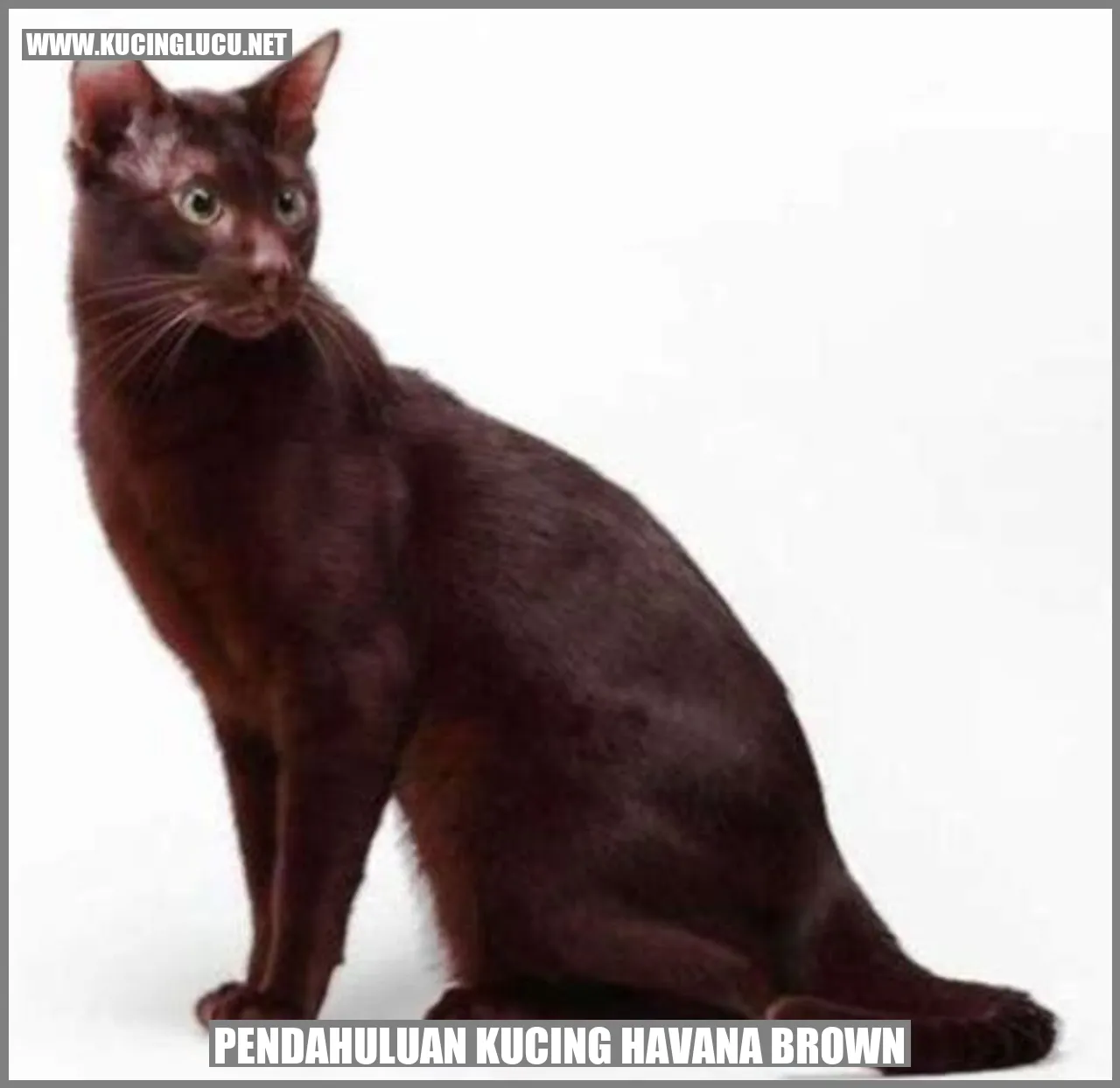 Pendahuluan Kucing Havana Brown