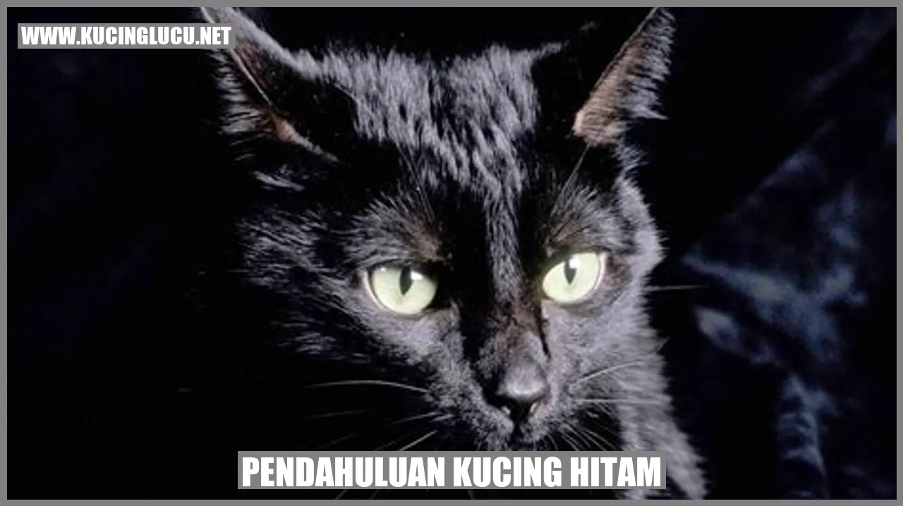 Ilustrasi Kucing Hitam