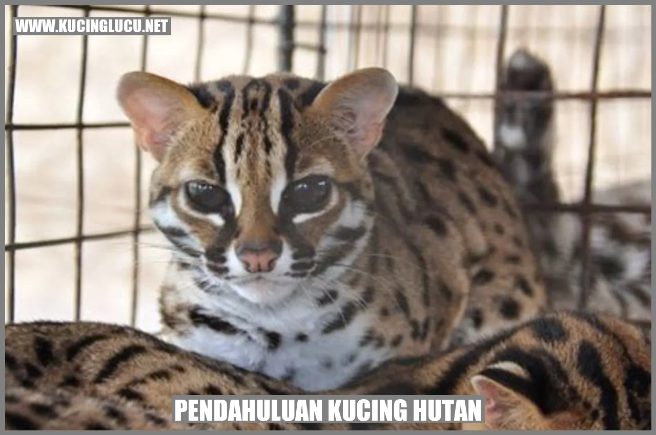 kucing hutan