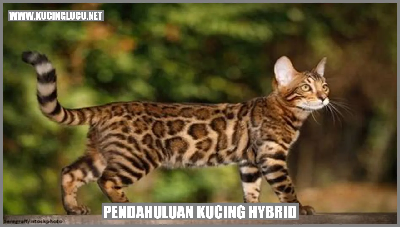 Gambar Kucing Hybrid