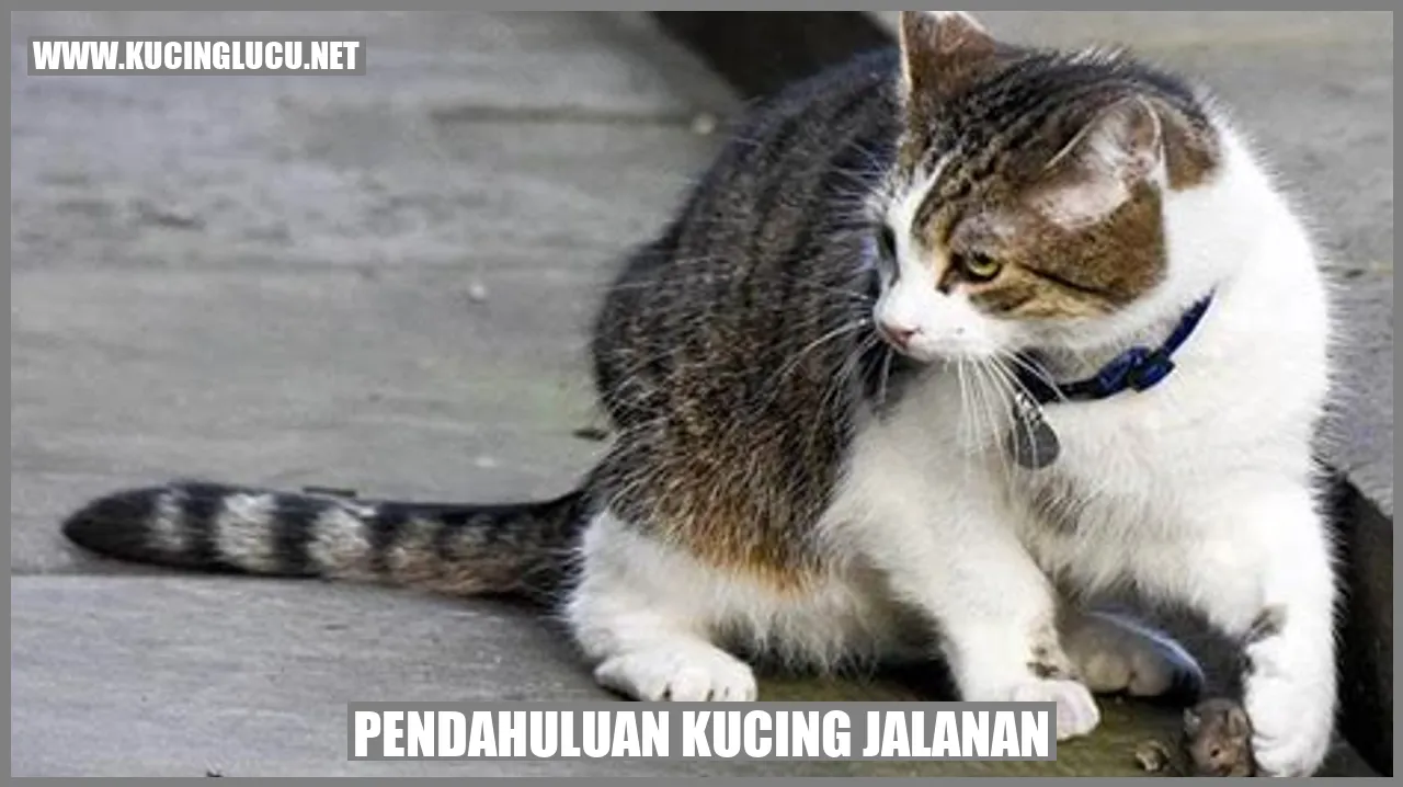 kucing jalanan