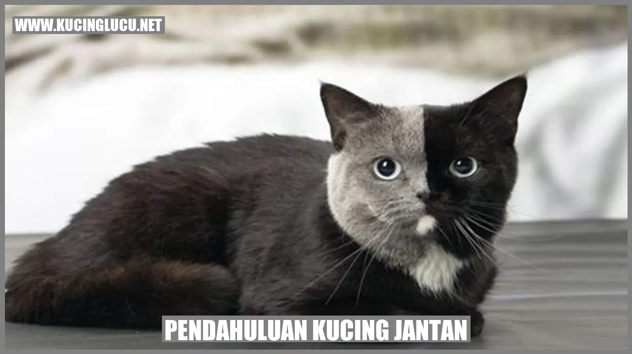 Gambar Kucing Jantan