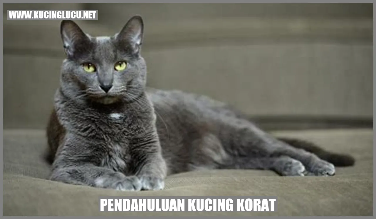Kucing Korat