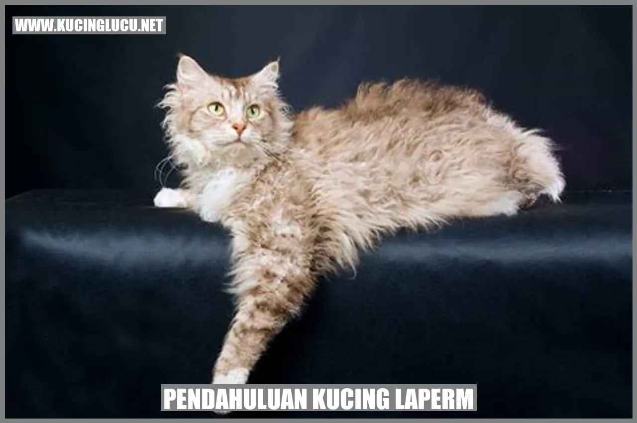 Gambar Kucing LaPerm