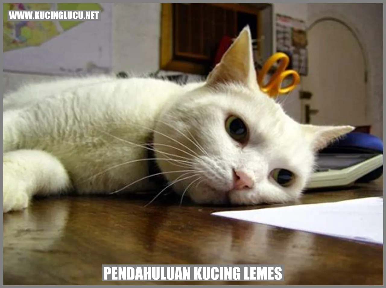Gambar Kucing Lemes