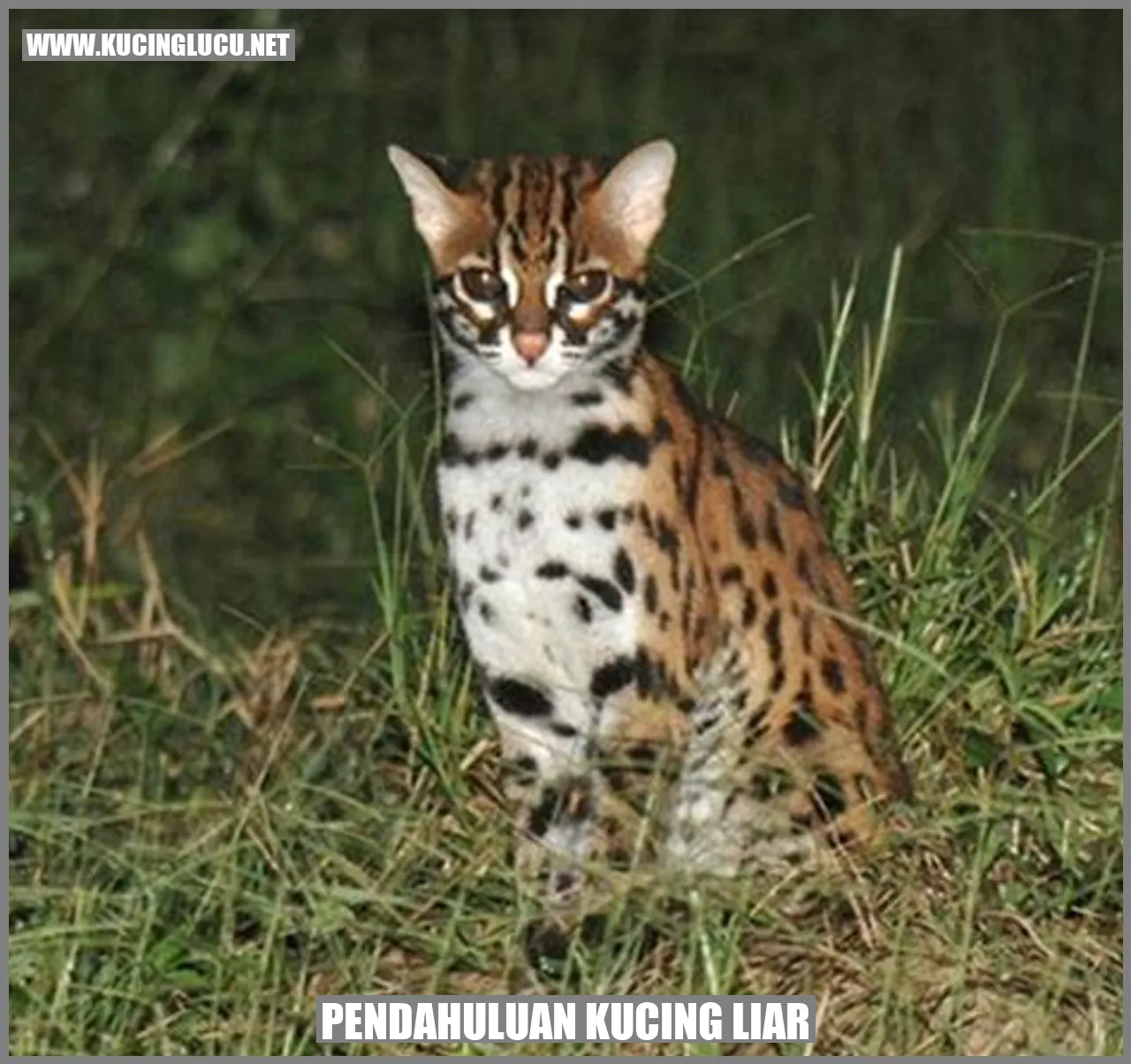 gambar kucing liar