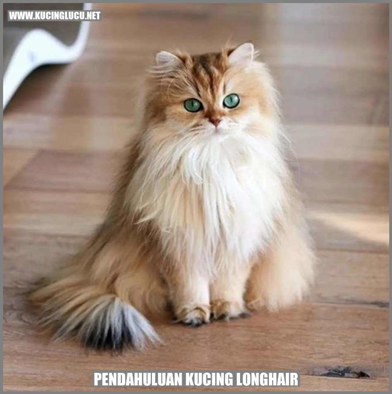 gambar kucing longhair