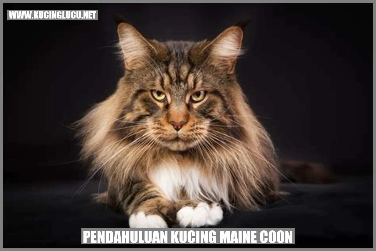 Gambar Kucing Maine Coon