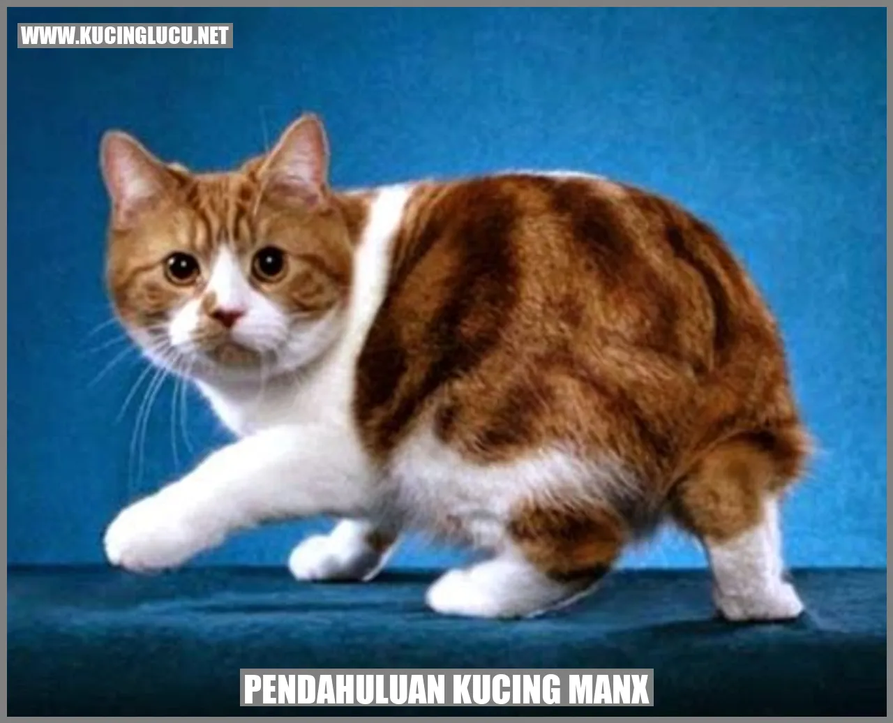 Foto kucing Manx yang menggemaskan