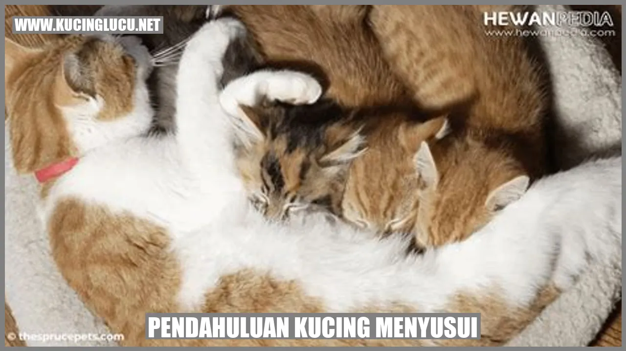 Pendahuluan kucing menyusui