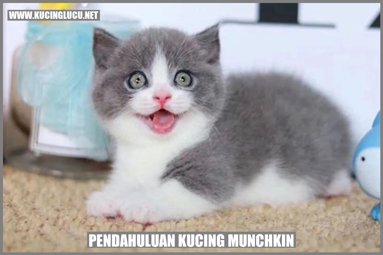 Kucing Munchkin