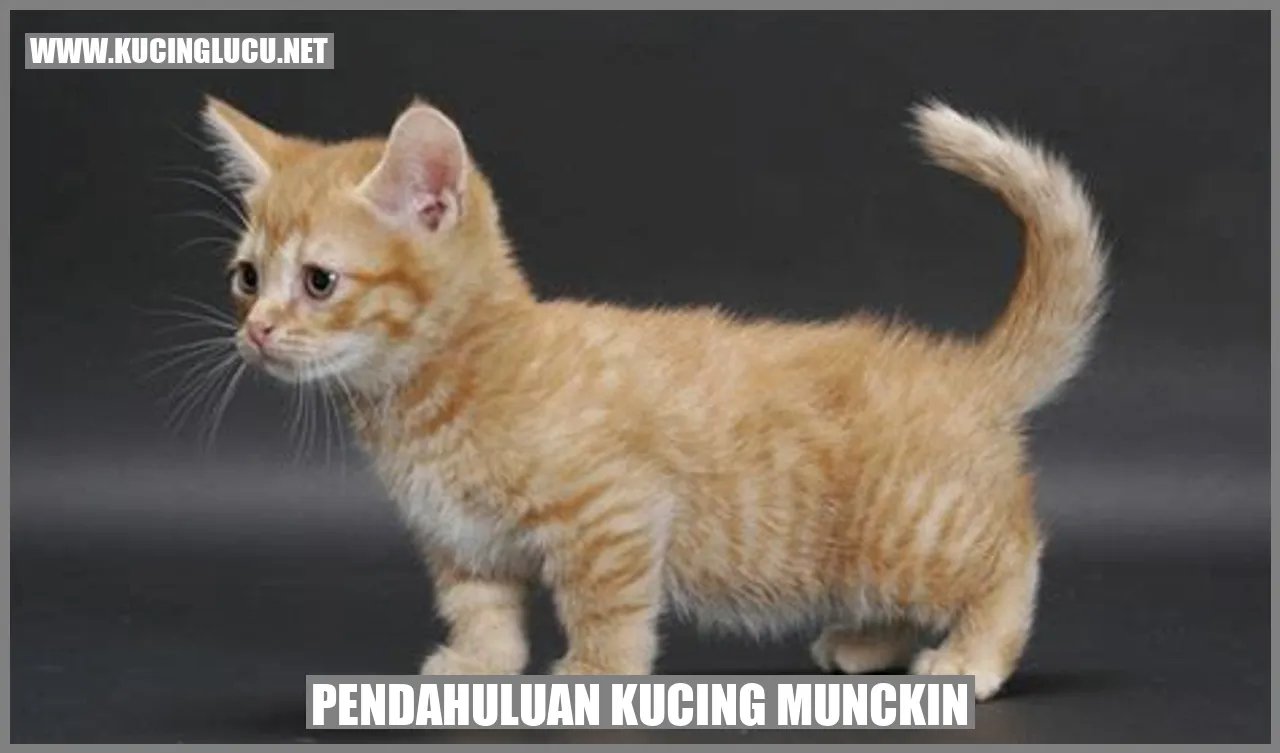 Gambar kucing munckin yang menggemaskan