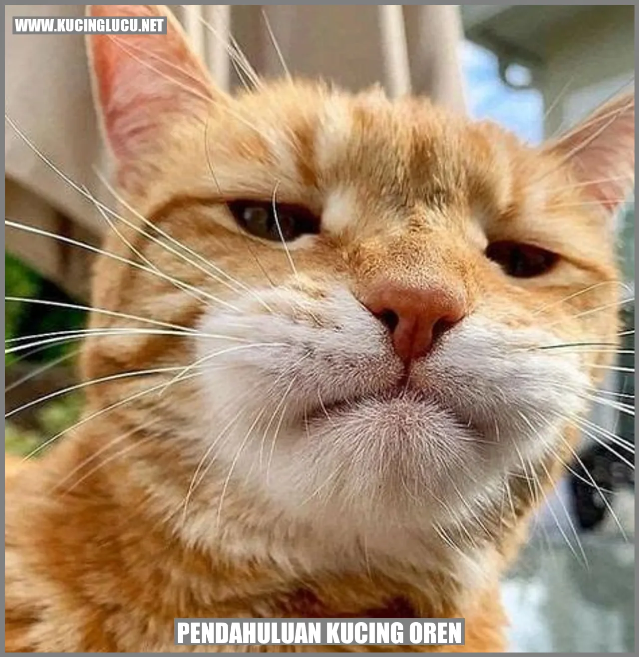 Kucing Oren yang Menawan