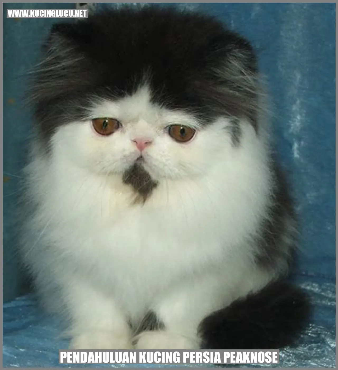 Kucing Persia Berhidung Mancung