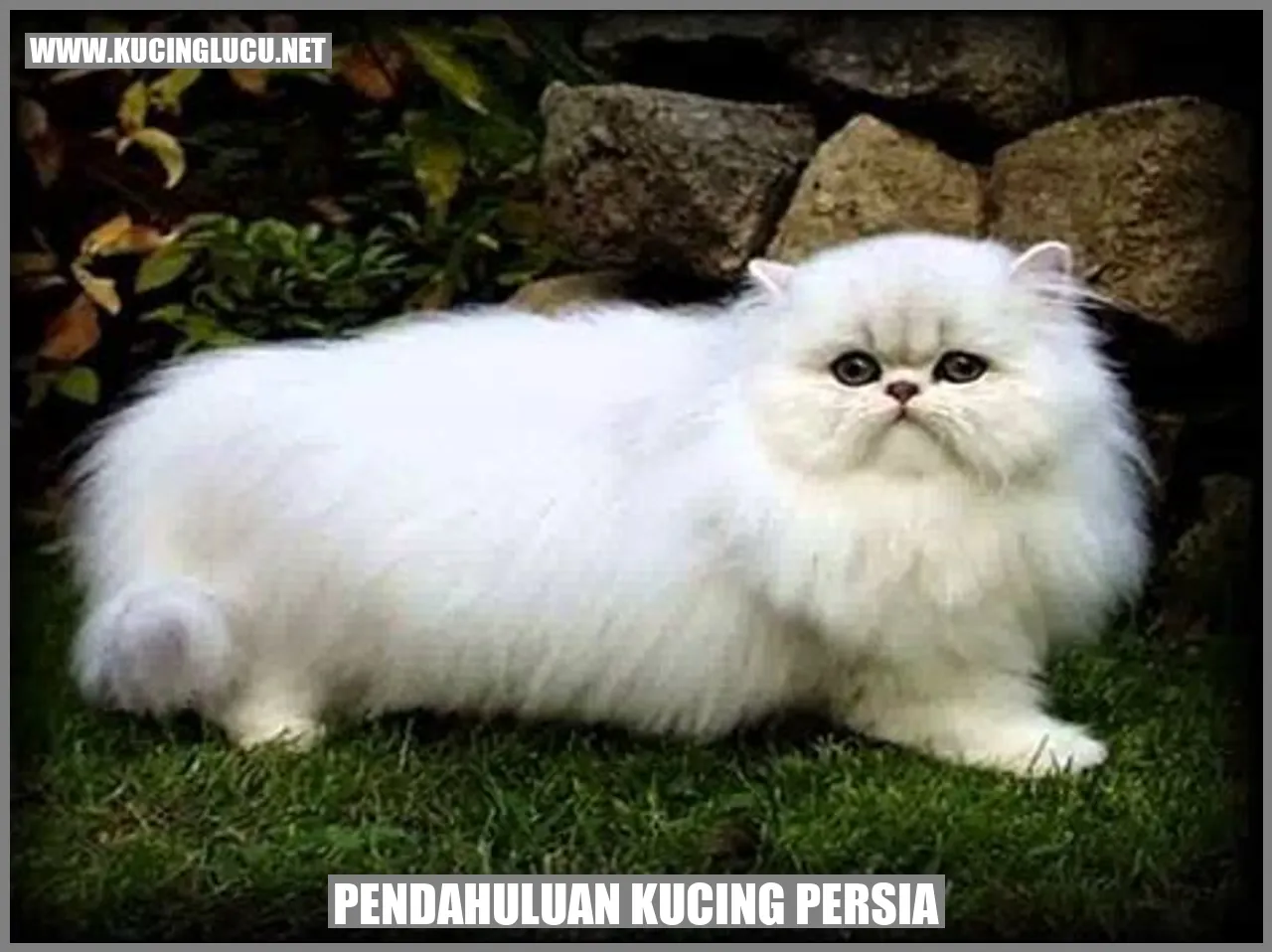 Gambar Kucing Persia