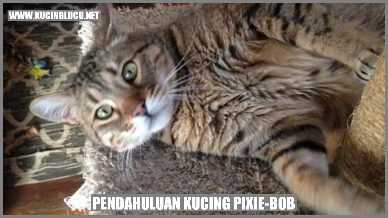 Kucing Pixie-Bob