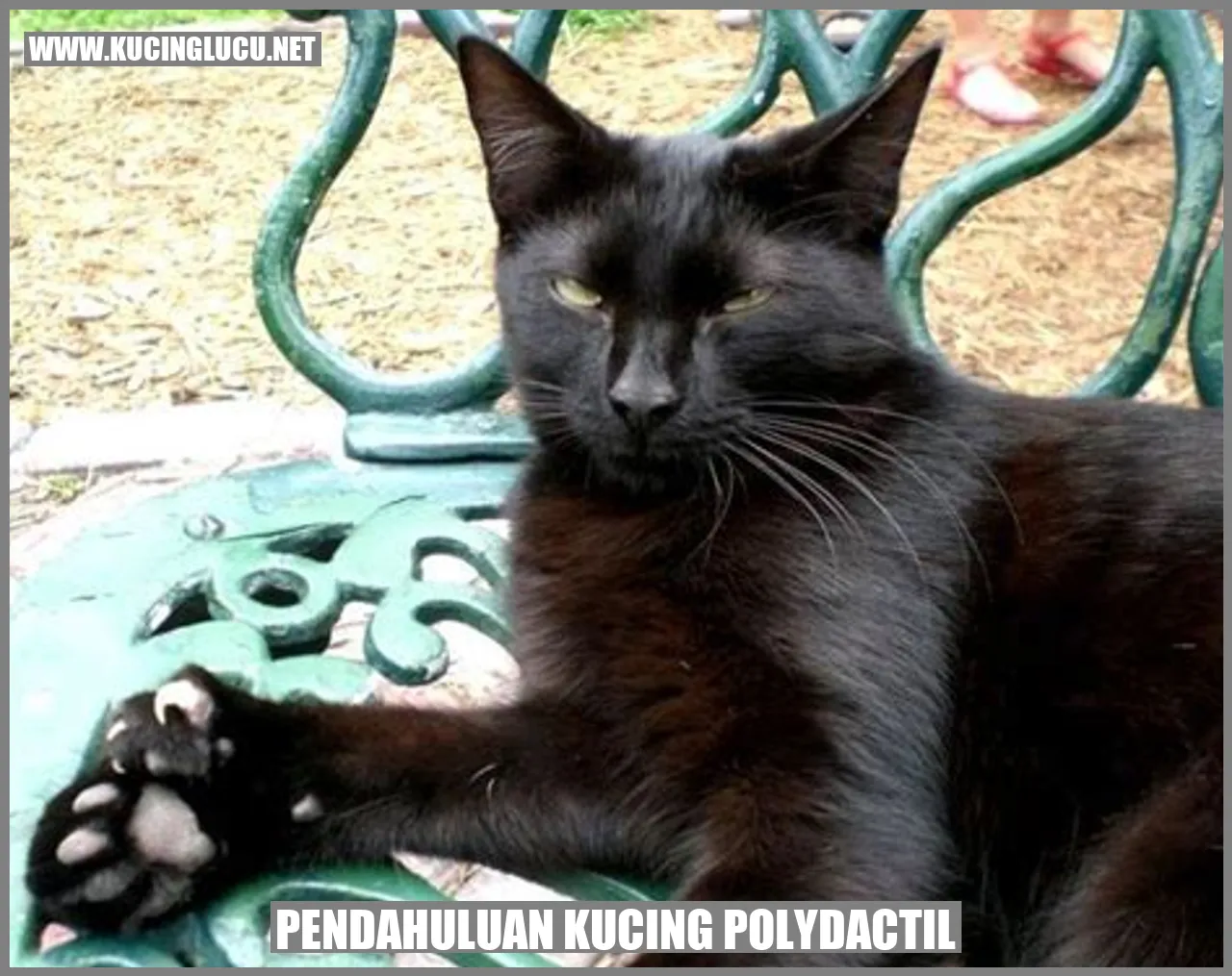 Gambar Kucing Polydactil