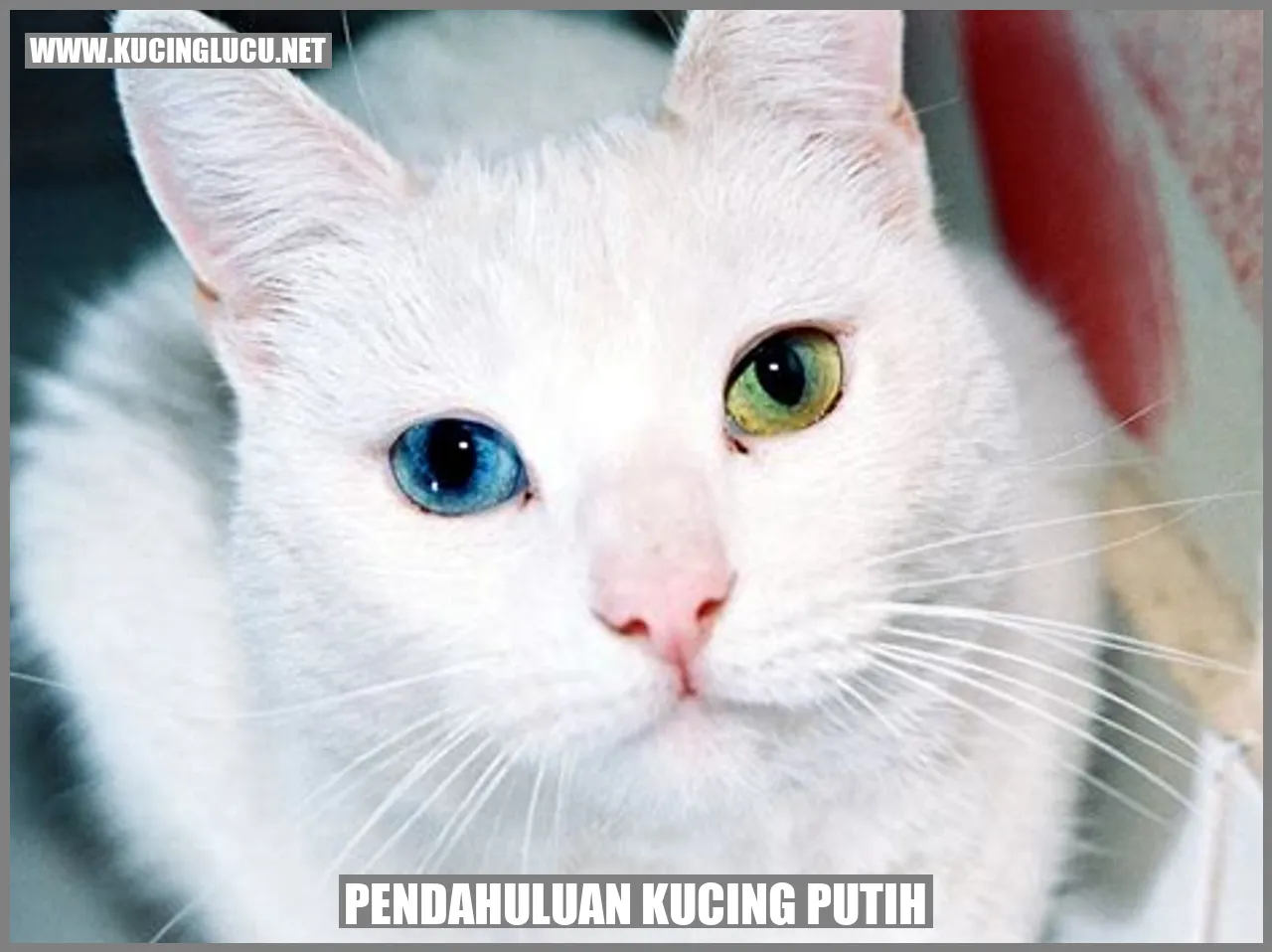Pendahuluan kucing putih