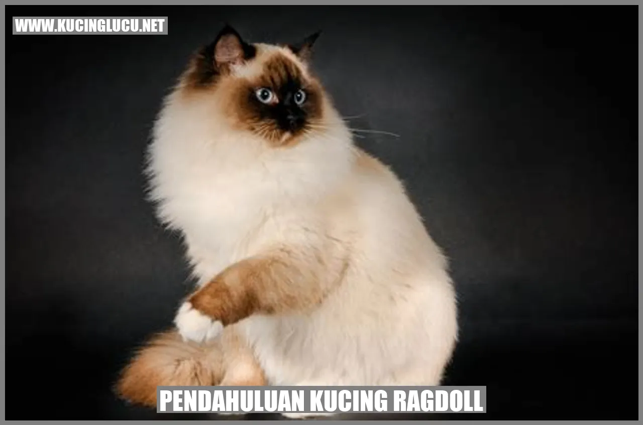 Gambar Kucing Ragdoll