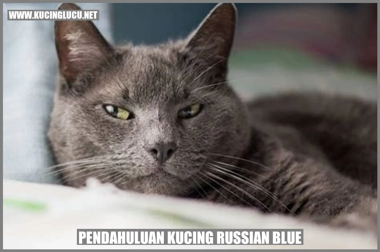 Kucing Russian Blue